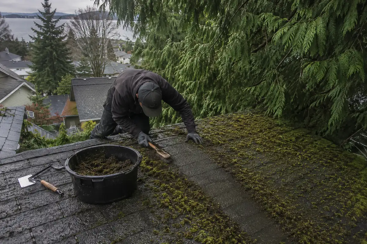 Roof Moss & Algae Removal underway on a property in Tacoma, WA